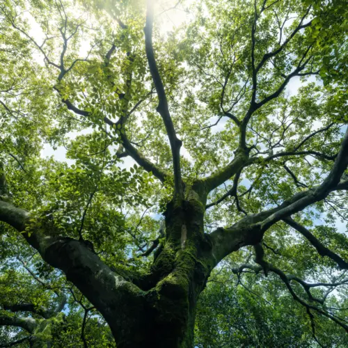 Green tree background