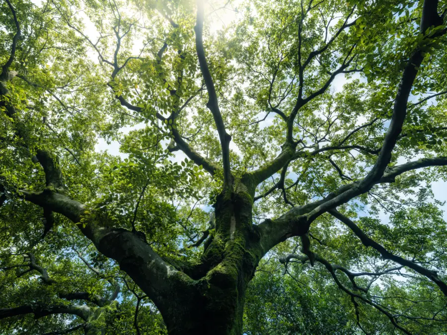 Green tree background